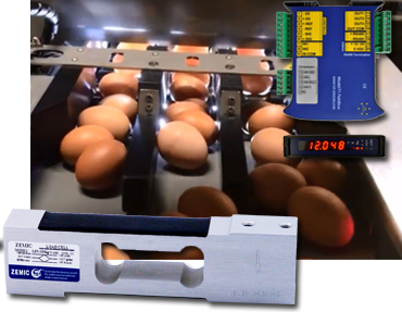 DAMTECH Egg-Handling verwendet Wägezellen und Wägetransmitter von Zemic für Eierwiegemaschine